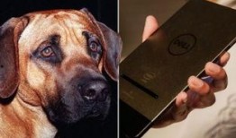 人与狗性交视频,伦理争议与法律边界